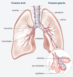 illustrations des poumons