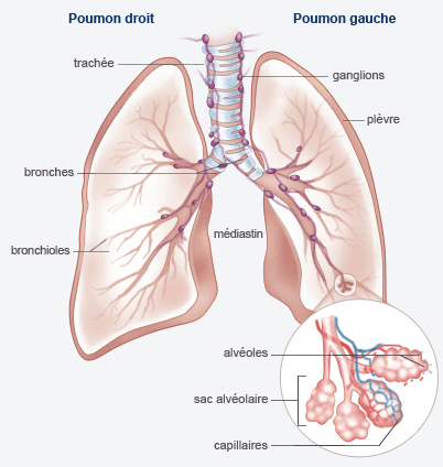 Le cancer du poumon - La ligue contre le cancer 92